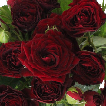 Red Velvet Romance Spray Roses