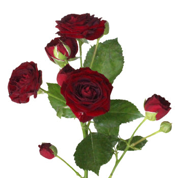 Red Velvet Romance Spray Roses