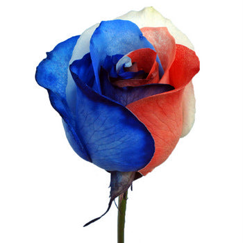 Patriotic Rainbow Roses Red, White and Blue