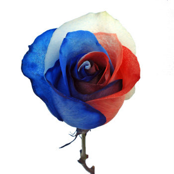 Patriotic Rainbow Roses Red, White and Blue