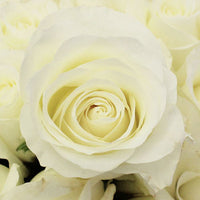 Akito White Bulk Rose