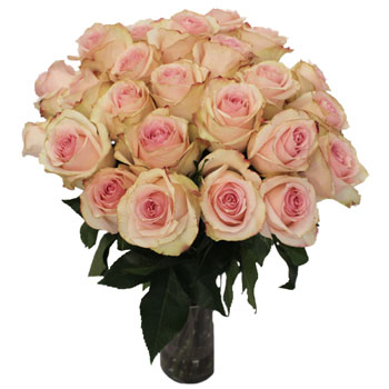Antique Creamy Pink Girlfriend Rose