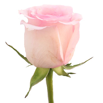 Fresh Cut Rose Sweet Pink