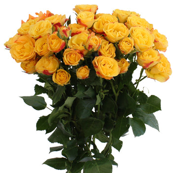 Yellow with Red Accents Spray Roses