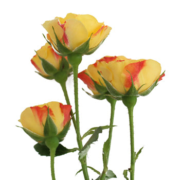 Yellow with Red Accents Spray Roses