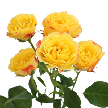 Yellow with Red Accents Spray Roses
