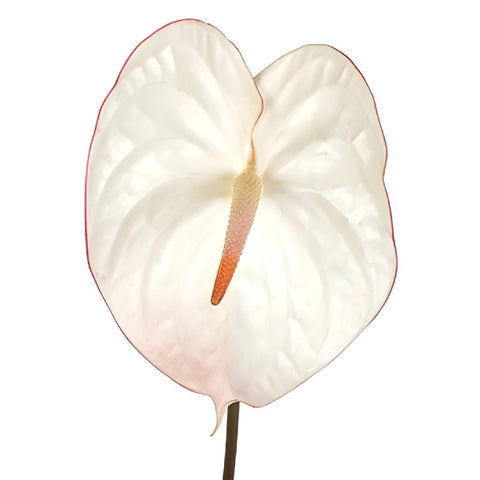 Anthurium Fair Maiden Tropical Flower