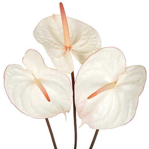 Anthurium Fair Maiden Tropical Flower