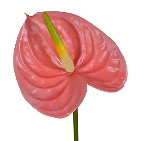 Anthurium Peach Tropical Flower