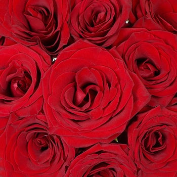 Love Song Red Rose