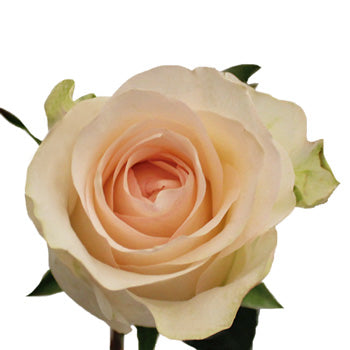 Senorita Blush Roses
