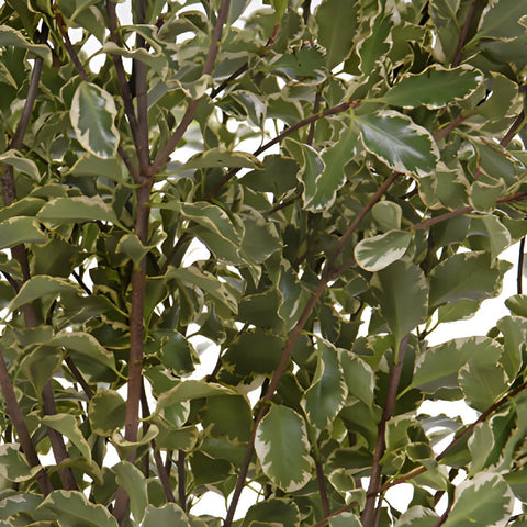 Wedding greenery mini variegated pittosporum sold near me