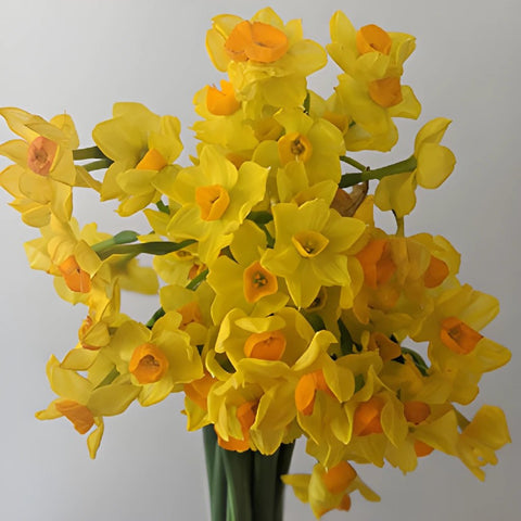 Love of Venus Daffodil