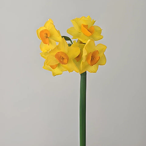 Love of Venus Daffodil