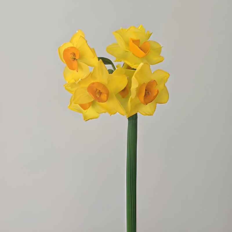 Love of Venus Daffodil