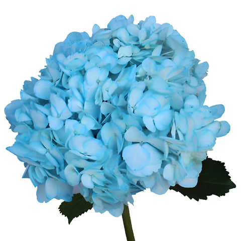 Something Borrowed Enhanced Blue Hydrangea