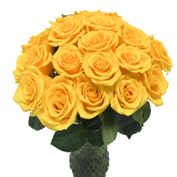 Sonrisa Golden Yellow Rose