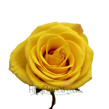 Sonrisa Golden Yellow Rose