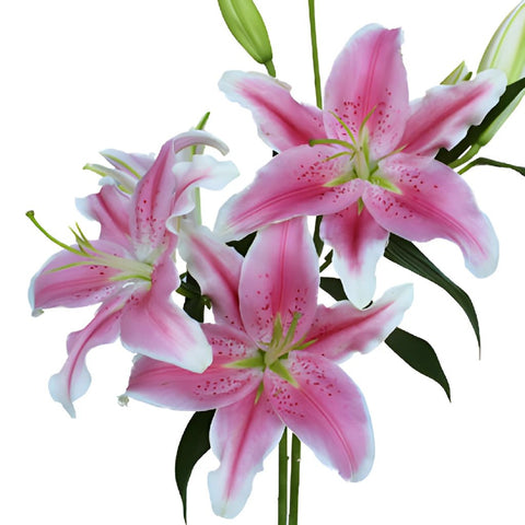 Dazzling Pink Oriental Lily