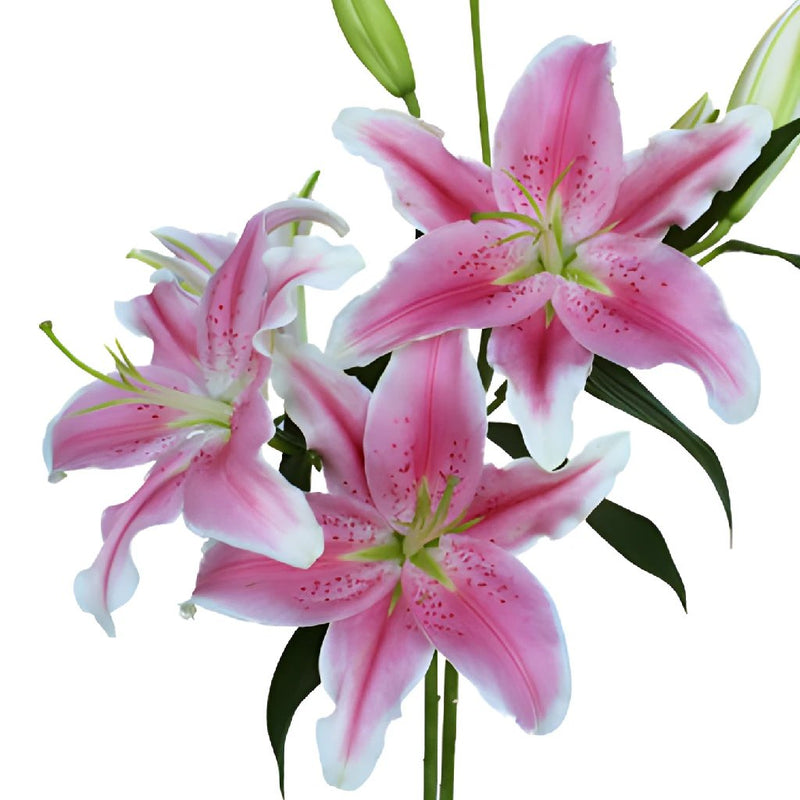 Dazzling Pink Oriental Lily