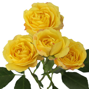 Yellow with Red Accents Spray Roses