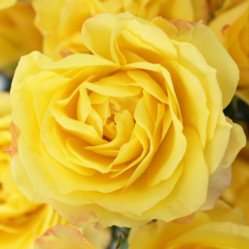 Yellow with Red Accents Spray Roses