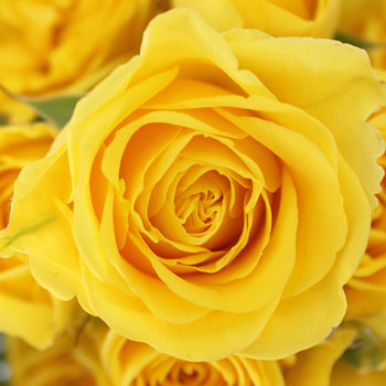 Yellow Spray Bulk Roses