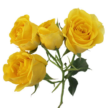 Yellow Spray Bulk Roses