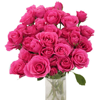 Hot Pink Spray Bulk Roses