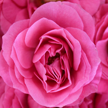 Hot Pink Spray Bulk Roses