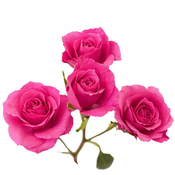 Hot Pink Spray Bulk Roses
