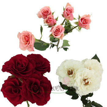 Latin Lovers Petite Rose Mix