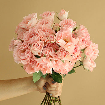 Spray Roses Constellation Bunch in hand