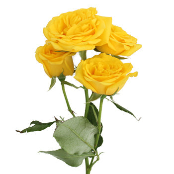 Yellow Spray Bulk Roses