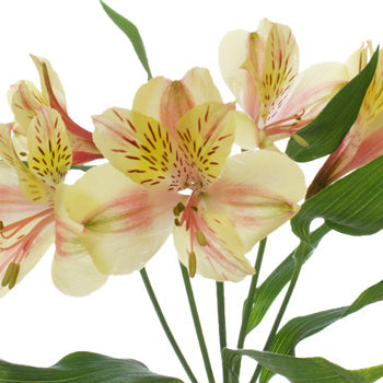 Creamy Blush Alstroemeria Flower