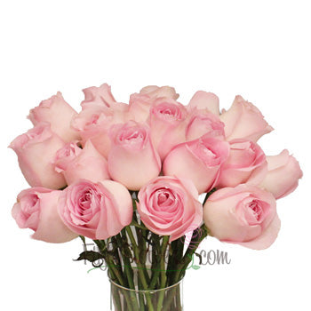 Sweet Akito Light Pink Rose