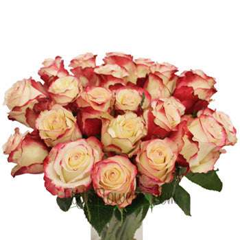 Sweetness Pink Frills White Rose