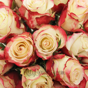 Sweetness Pink Frills White Rose