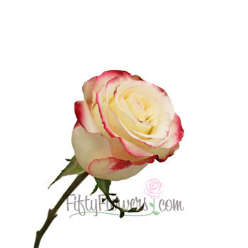 Sweetness Pink Frills White Rose