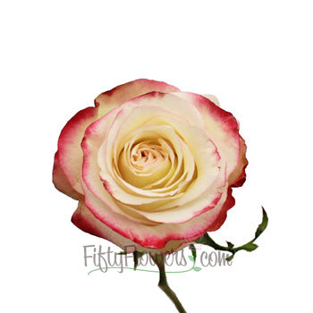 Sweetness Pink Frills White Rose