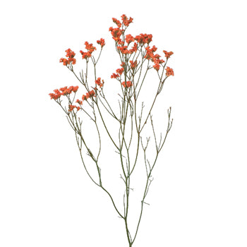 Orange Airbrushed Limonium Filler Flowers