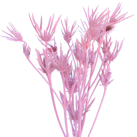 Medium Pink Tinted Thistle Flower