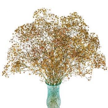 Baby's Breath Champagne Flower