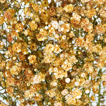 Baby's Breath Champagne Flower