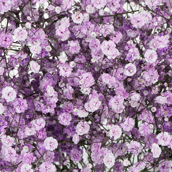 Lavender Airbrushed Baby's Breath