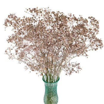 Baby's Breath Flower Rose Gold