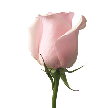 Titanic Light Pink Rose Side Stem View