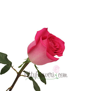Topaz Hot Pink Rose