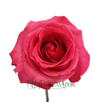 Verdi White and Pink Rose