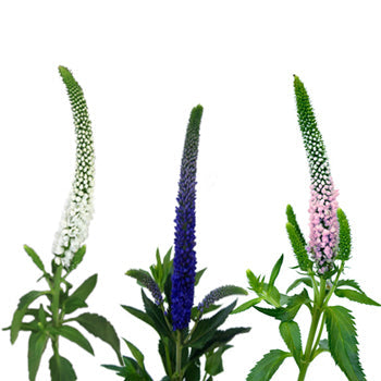 Assorted Veronica Flower